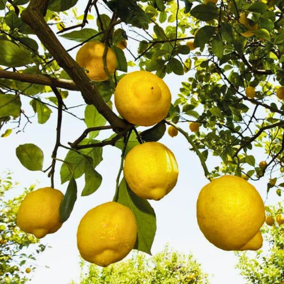 Citrus Deodorant Spray 100ml