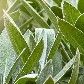 Herbal Fresh Deodorant Spray – Sage 100ml - 0