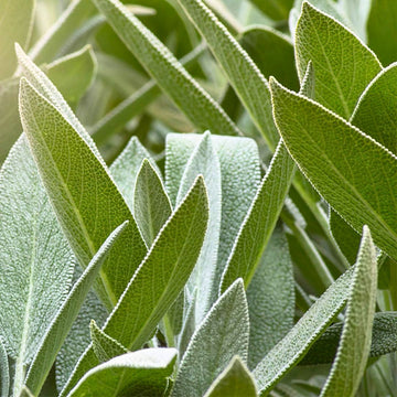 Herbal Fresh Deodorant Spray – Sage 100ml - 0