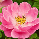 Floral Fresh Deodorant Spray – Wild Rose 100ml-2